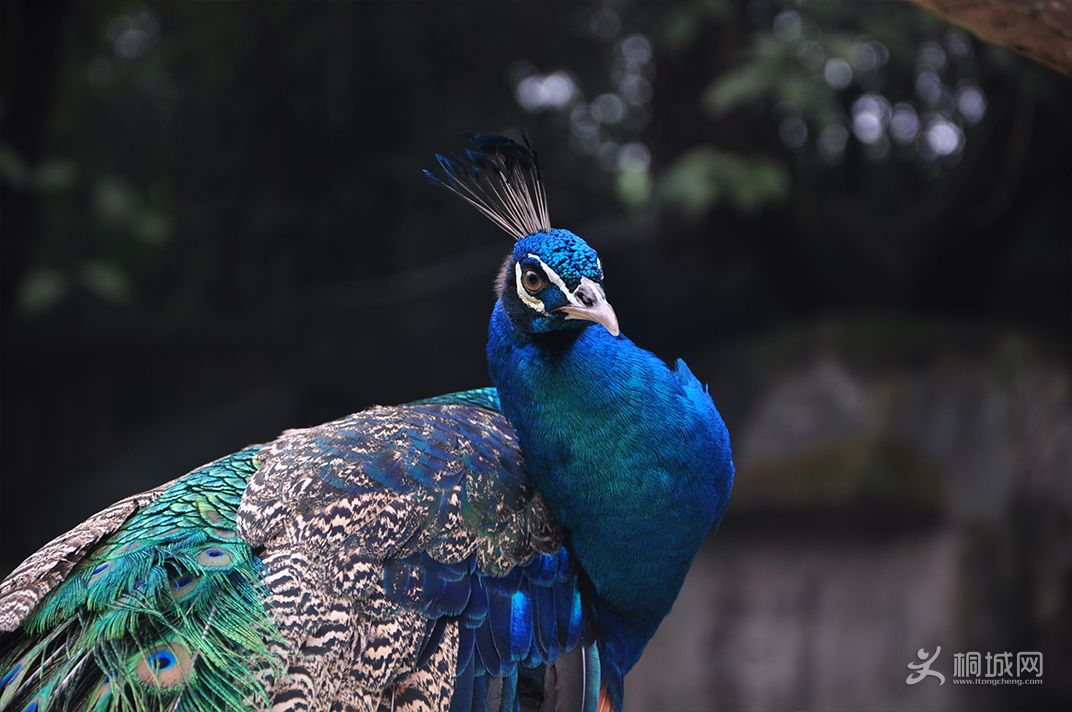 DSC_0165.jpg