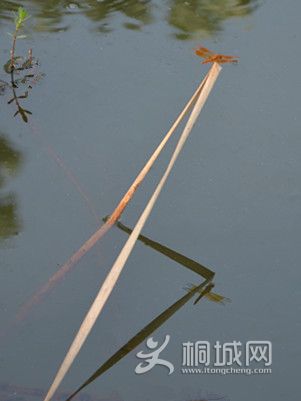 DSC_0098_.jpg