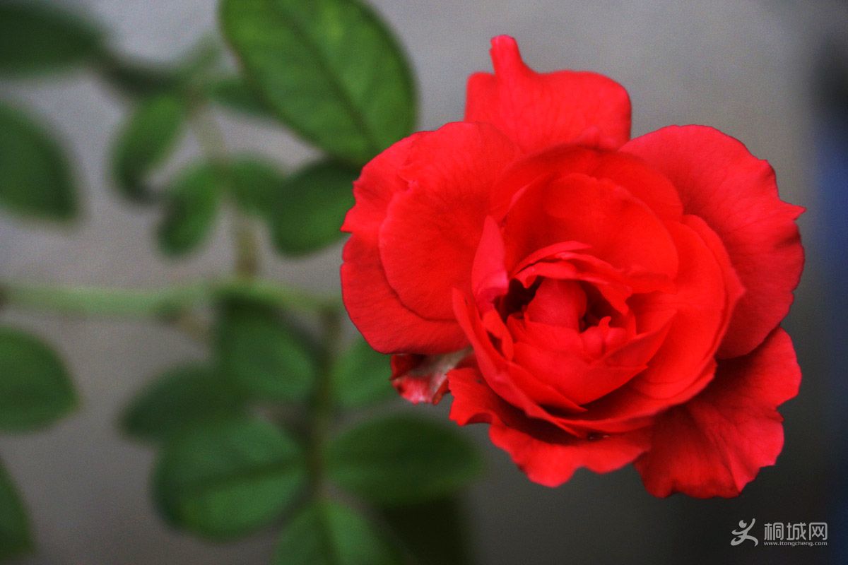 _DSC53580.jpg