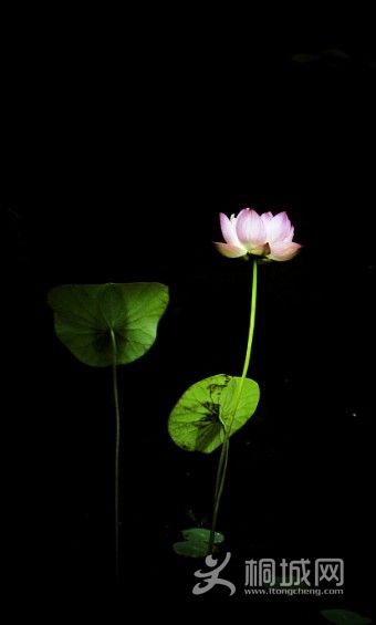 1/100s,f7.1,iso200,135mm,8ӣ