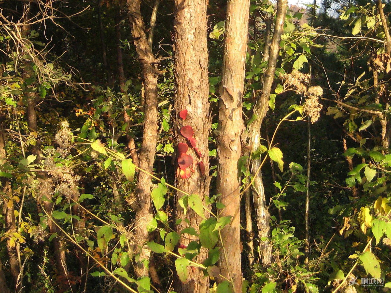 IMG_5516.JPG