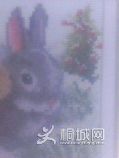 IMG0155A.jpg