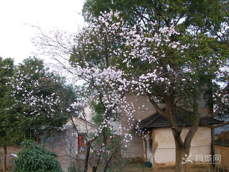 SANY0077_.jpg