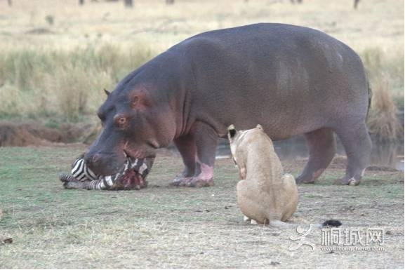 ������ʳʨȺ����İ���