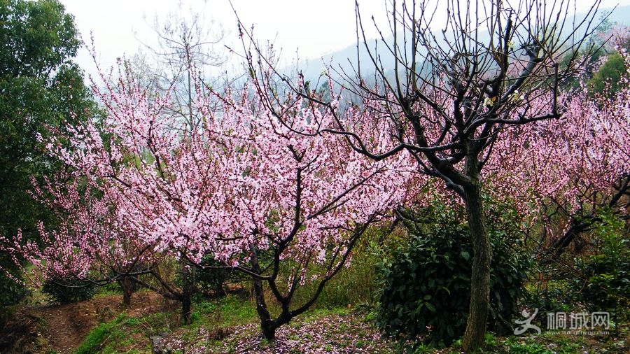 DSCF7214.jpg