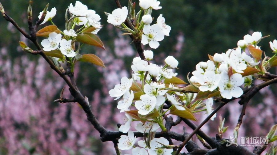 DSCF7235.jpg