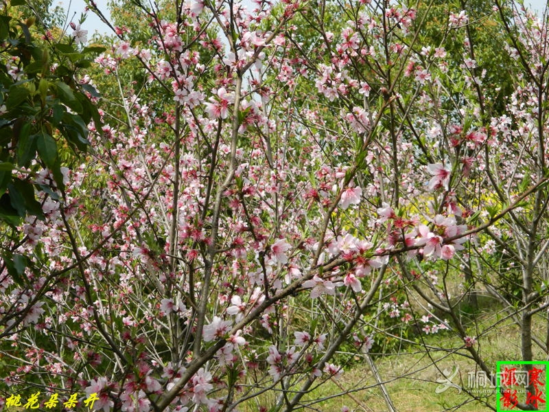 Ƭ 032_.jpg