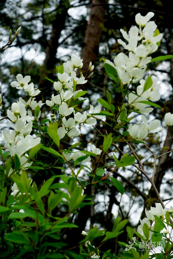 DSC04041.jpg