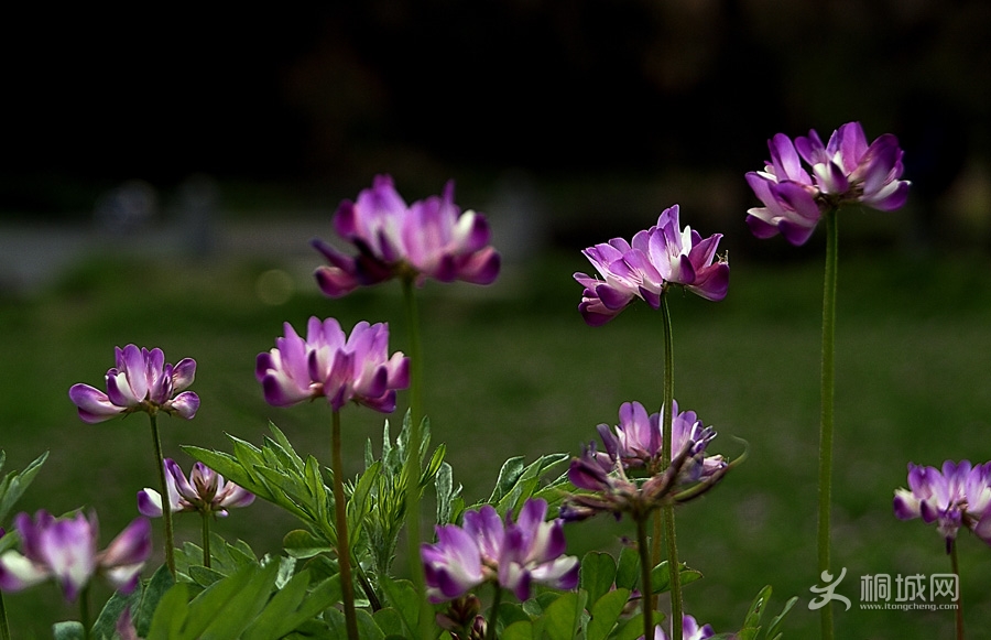 DSC09501111.jpg