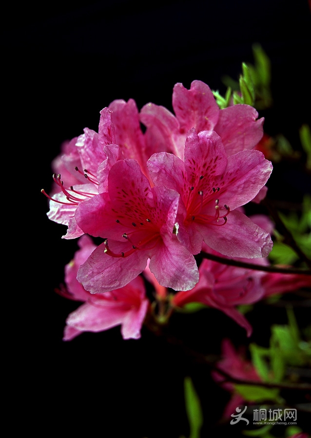 DSC0946822222.jpg