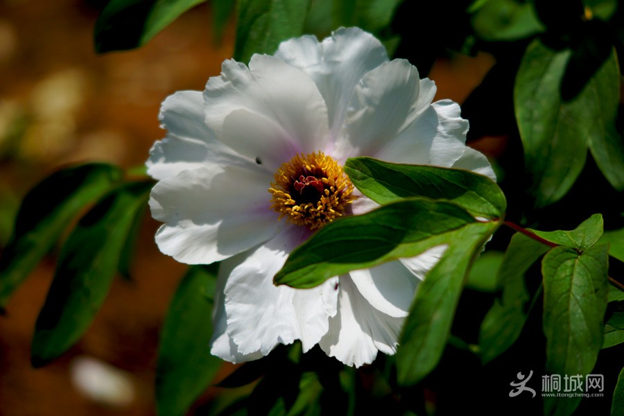 DSC04501.jpg
