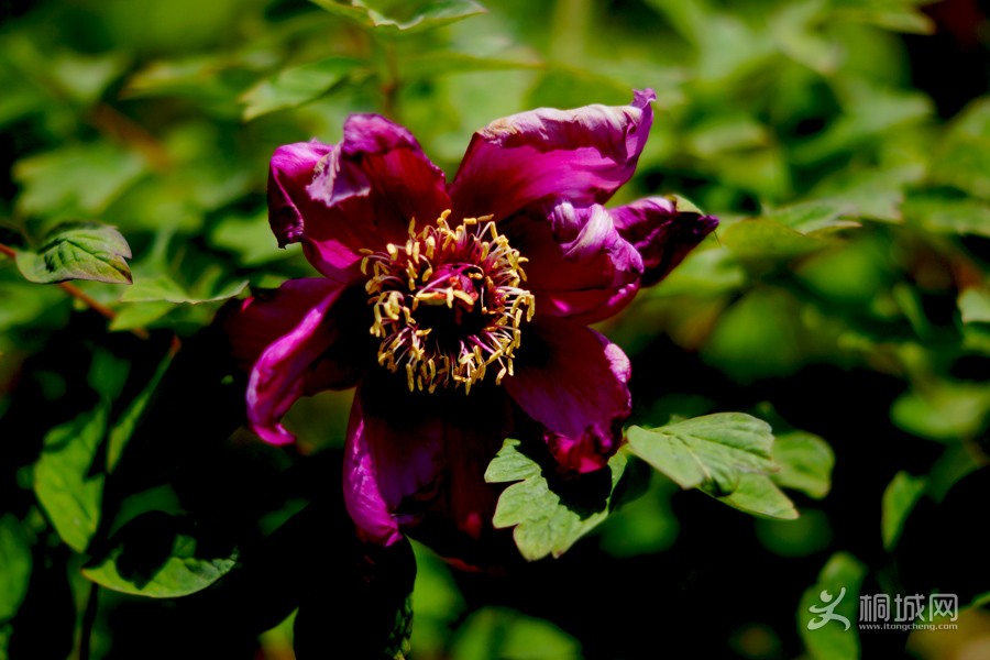 DSC04516.jpg
