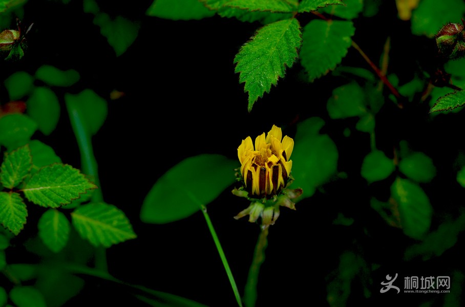 DSC04154.jpg