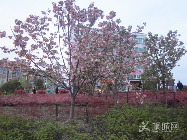 IMG_2943.JPG