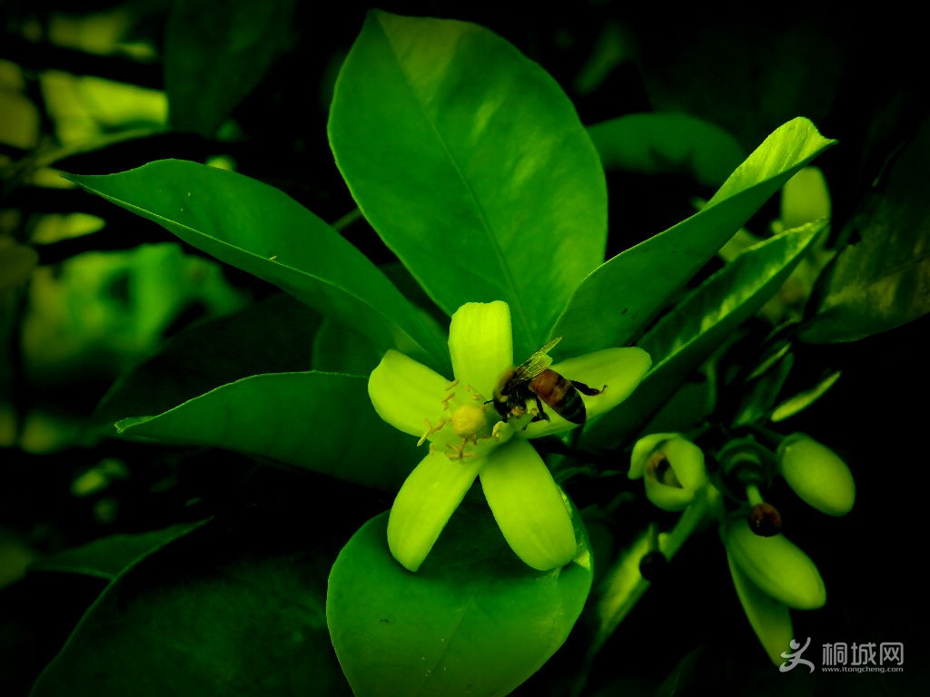 DSCN07701.jpg