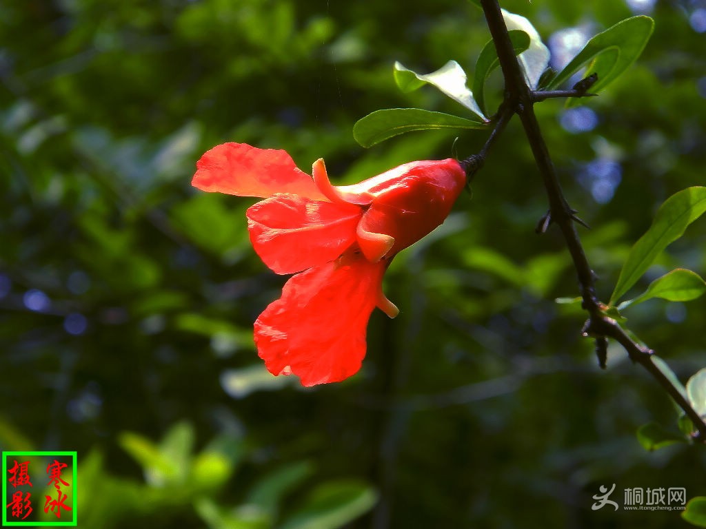 DSCN07271.jpg