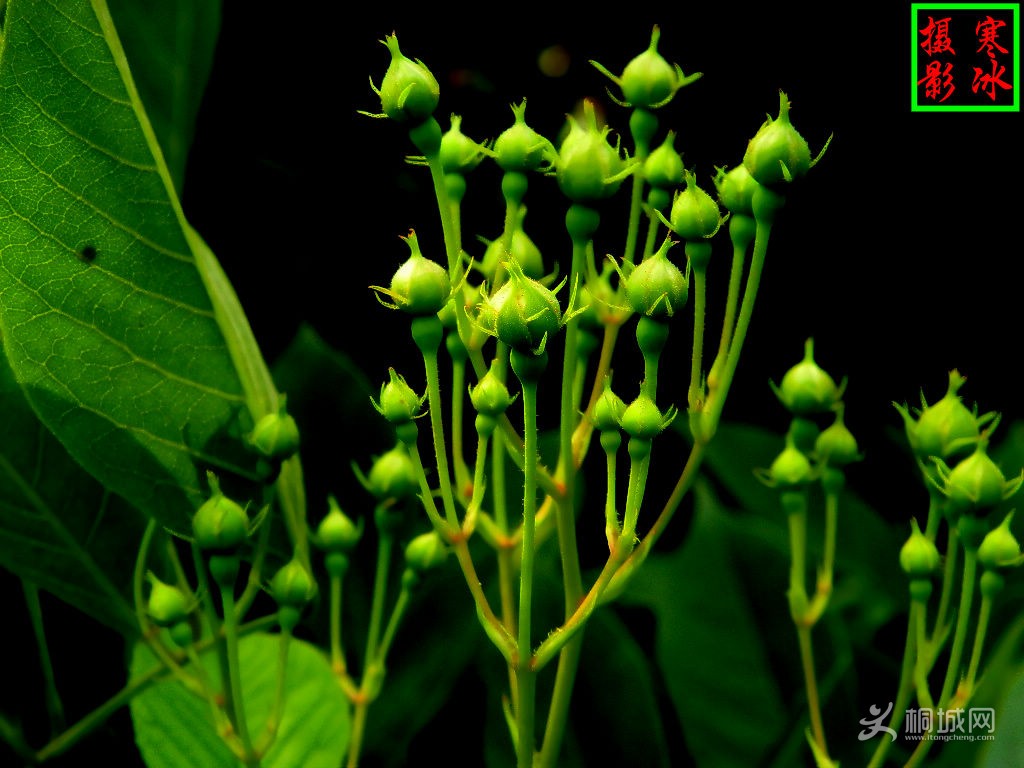 DSCN07421.jpg