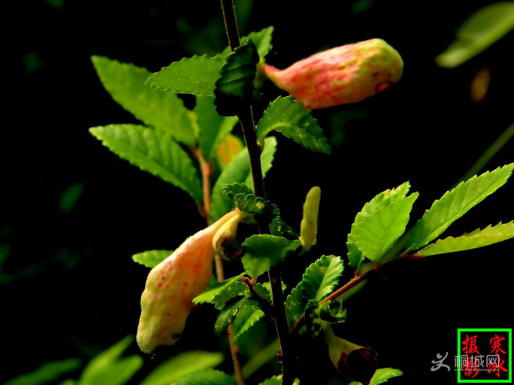 DSCN07431.jpg