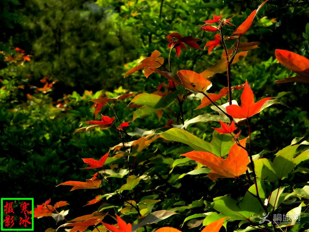DSCN07481.jpg