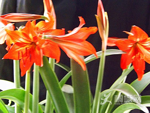 DSCF2434_.jpg