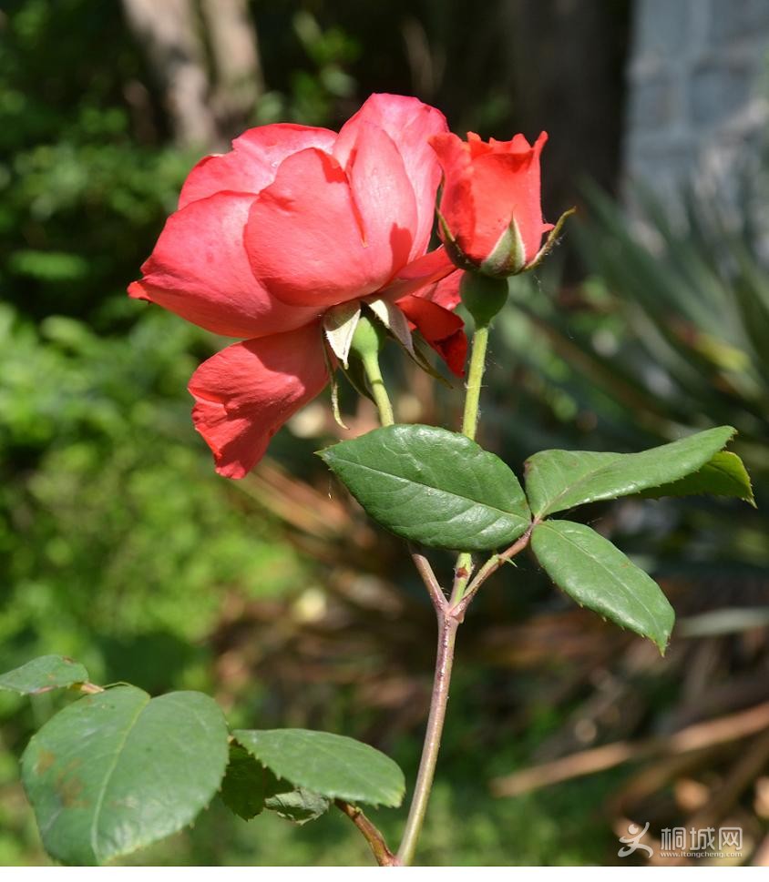 DSC_0812.JPG