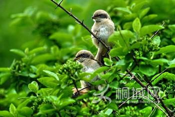 gesheng