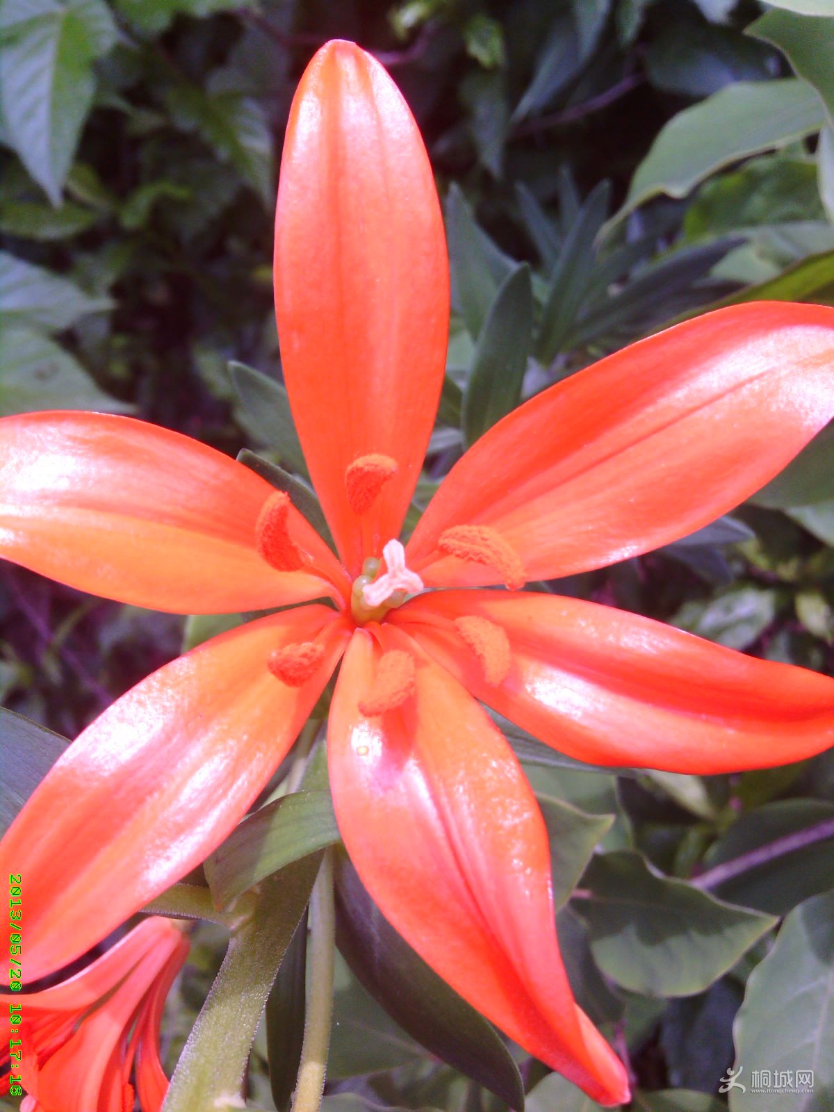 IMG_20130520_101717.jpg