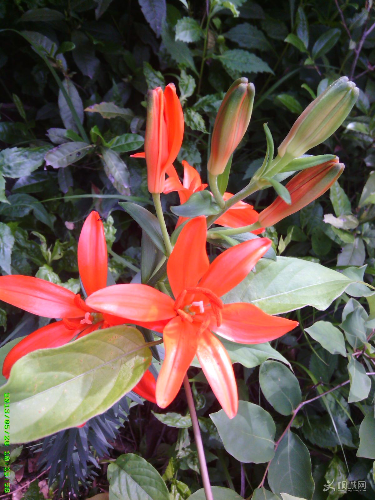 IMG_20130520_101537.jpg