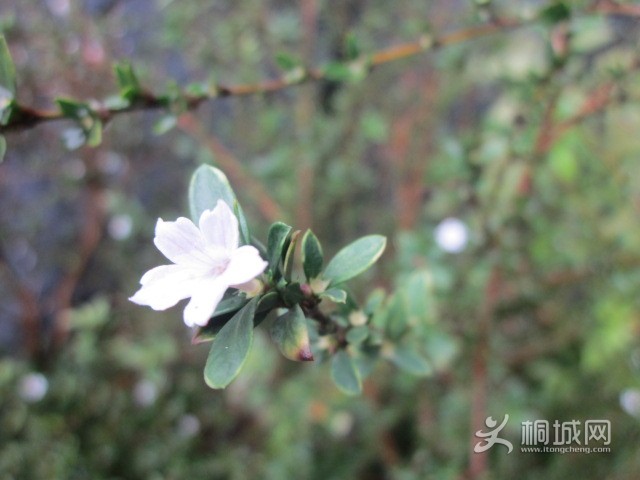 IMG_3985.JPG