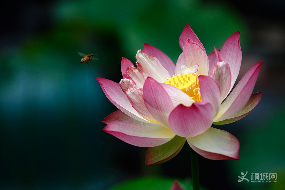 20130166-1.jpg
