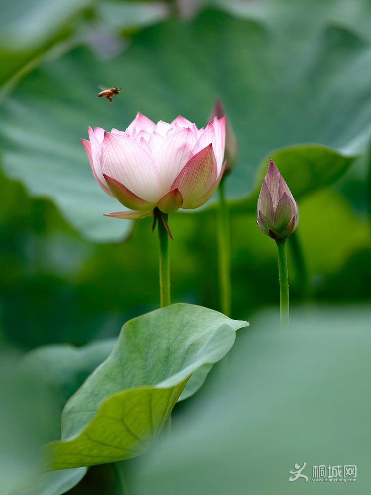 20130049-1.jpg