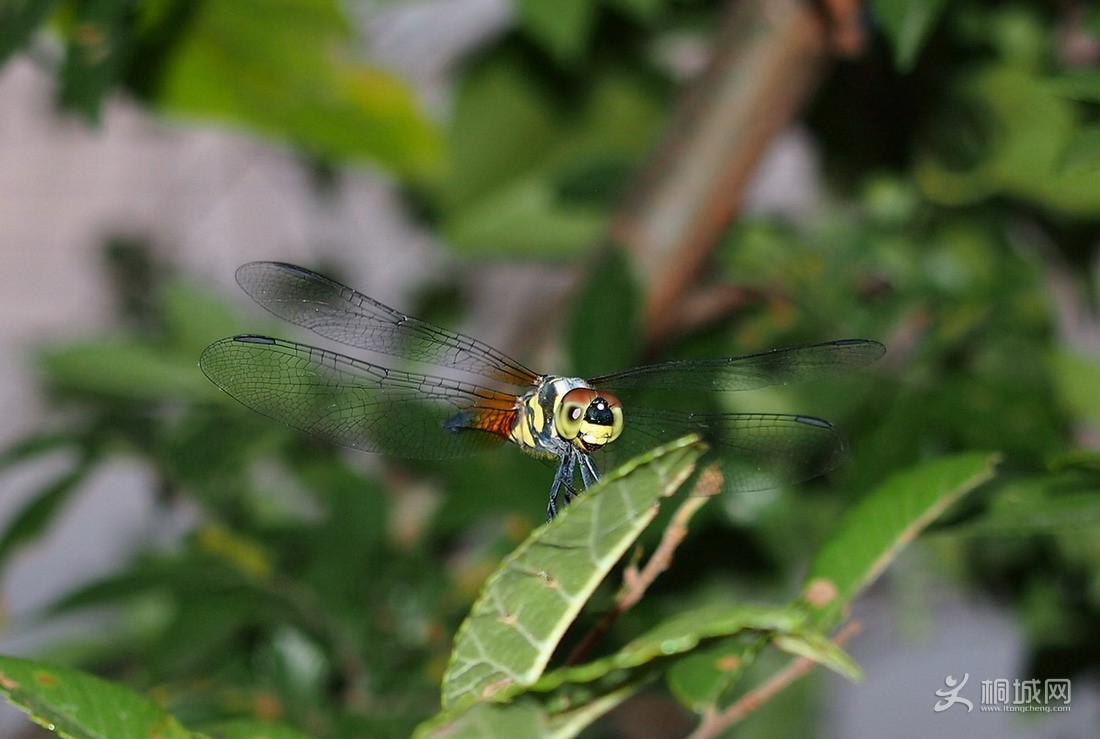 P7044011-1.jpg
