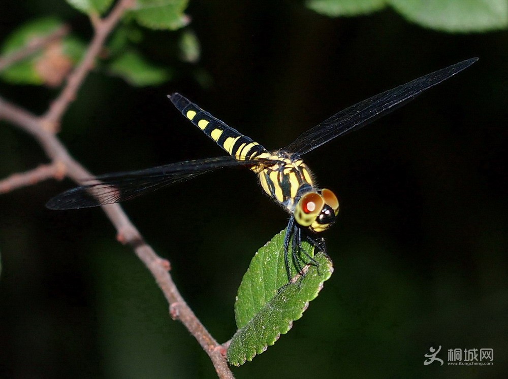 P7044072-2.jpg