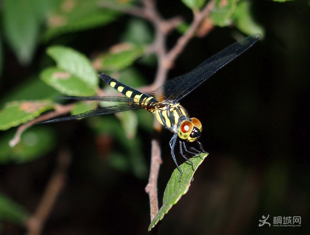 P7044084-1.jpg