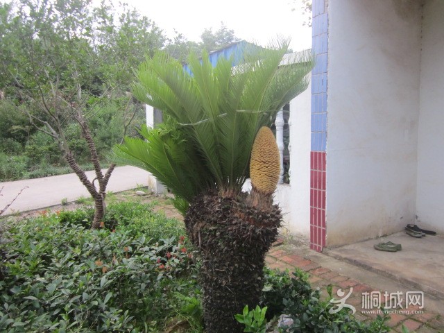 IMG_4627.JPG