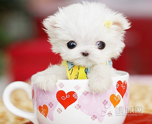 �Ǻ�����ǲ豭����