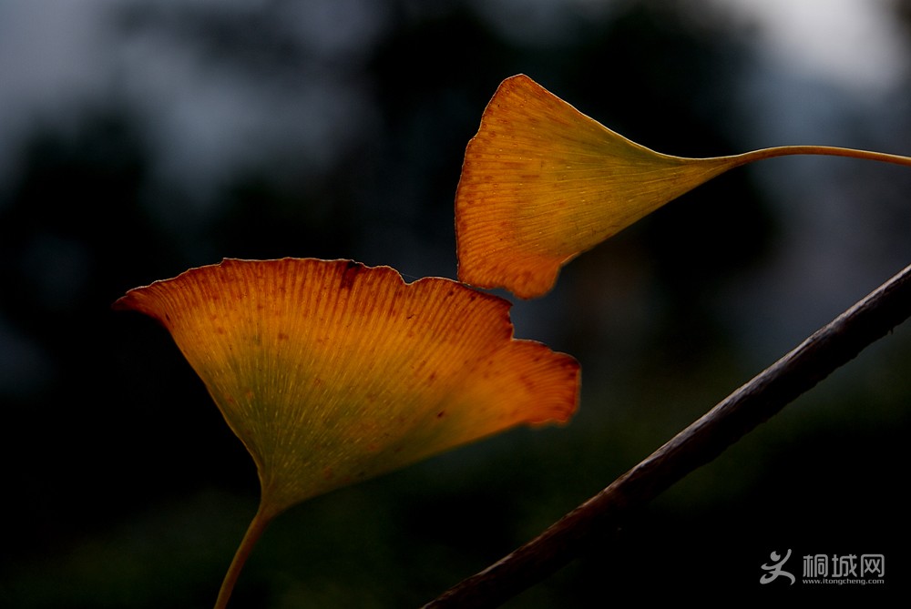 DSC00351111111.jpg