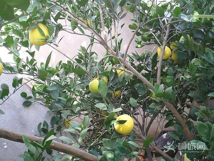 PICT0031.JPG