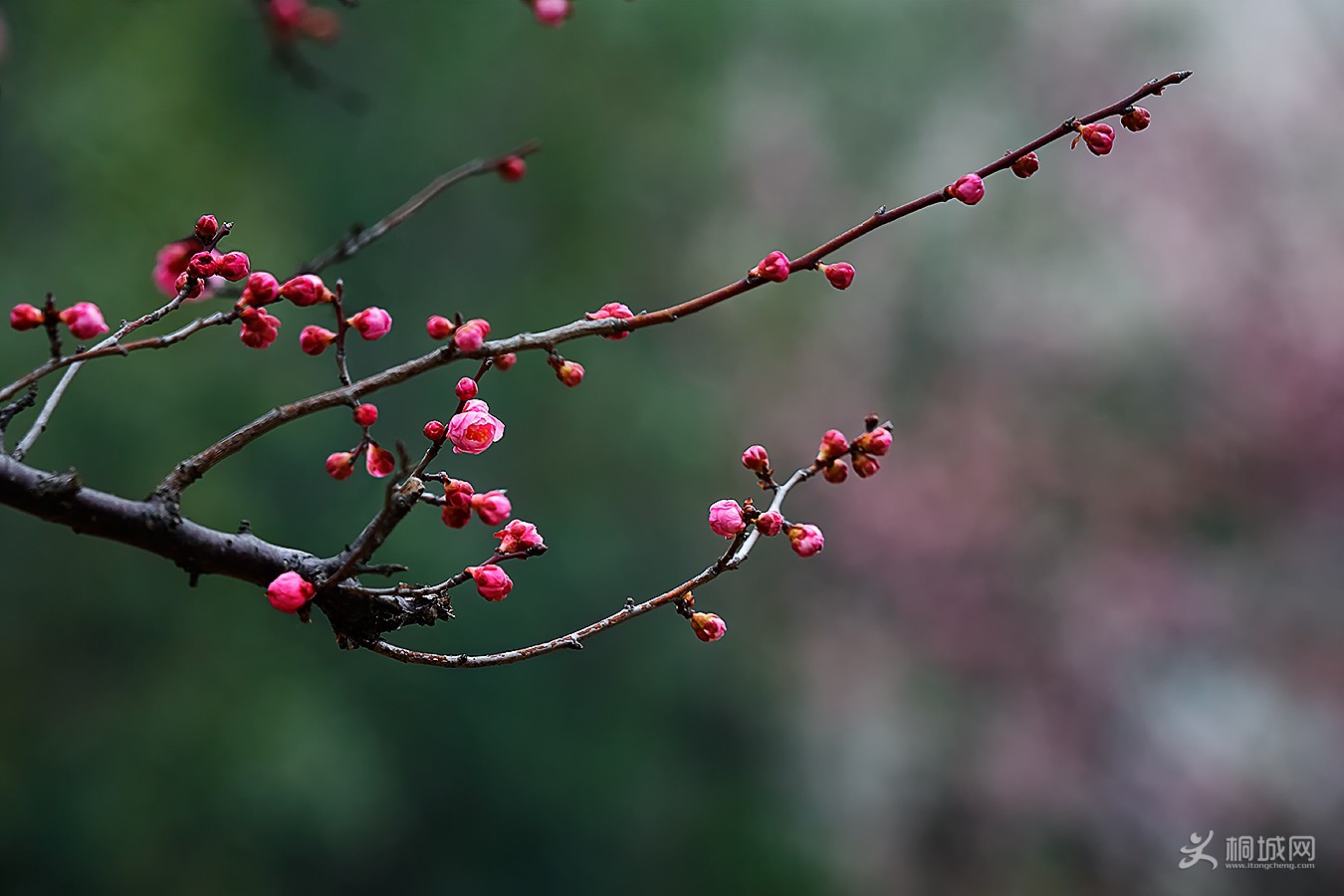 1K_U6A0897.jpg