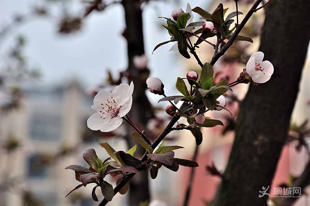 DSC_0018.jpg