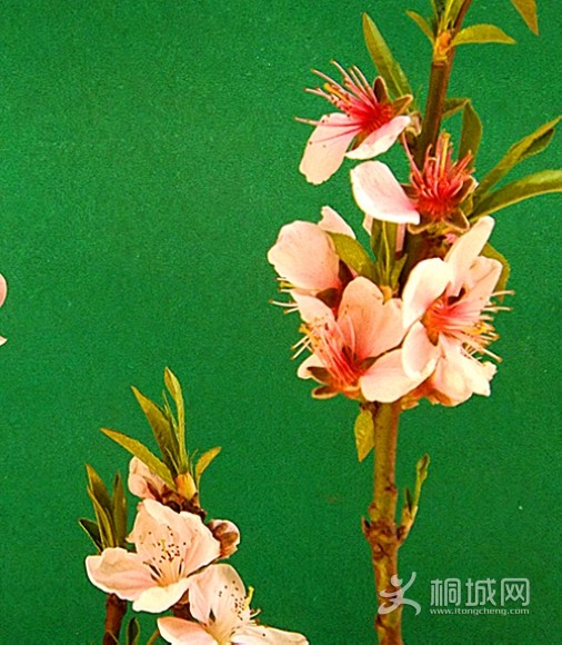 DSCF3177_.jpg