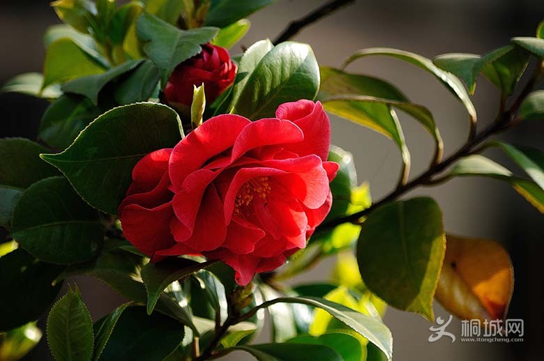 DSC_20481.jpg