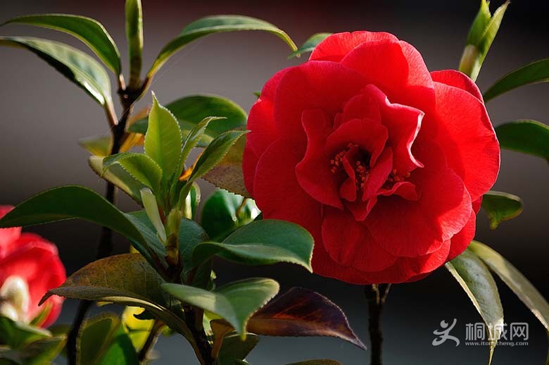 DSC_20471.jpg