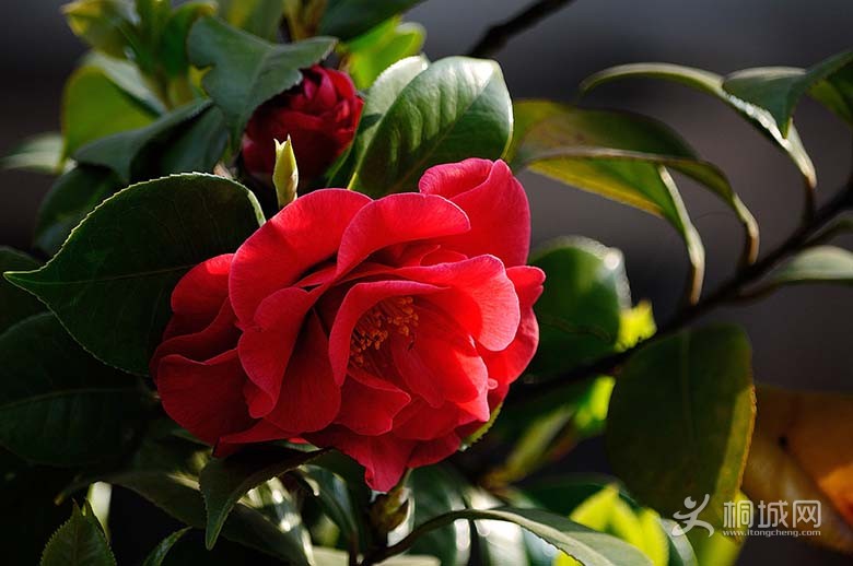 DSC_20441.jpg