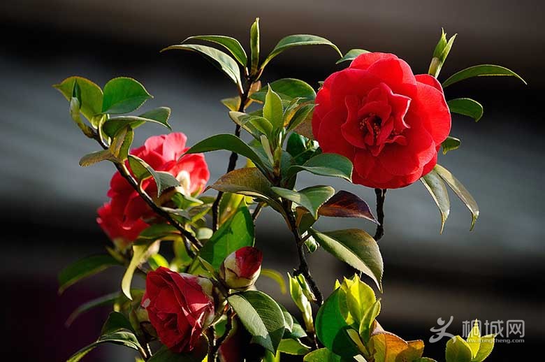 DSC_20501.jpg