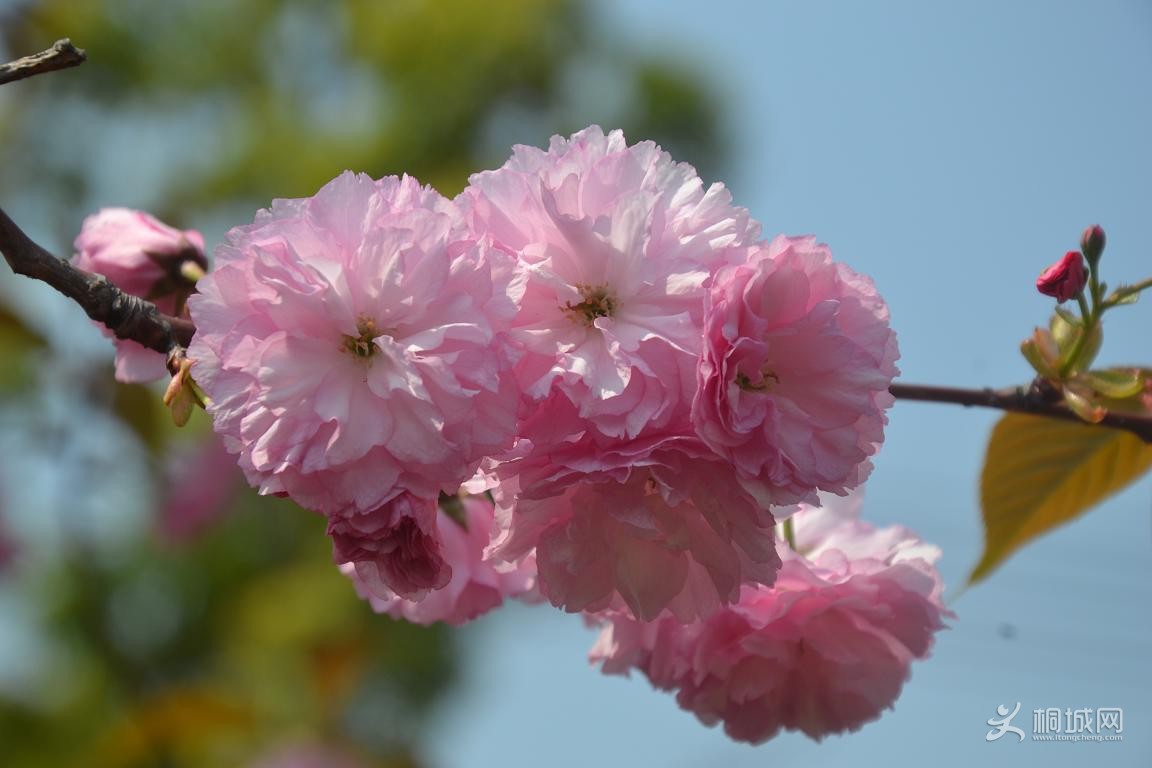 DSC_1122.JPG