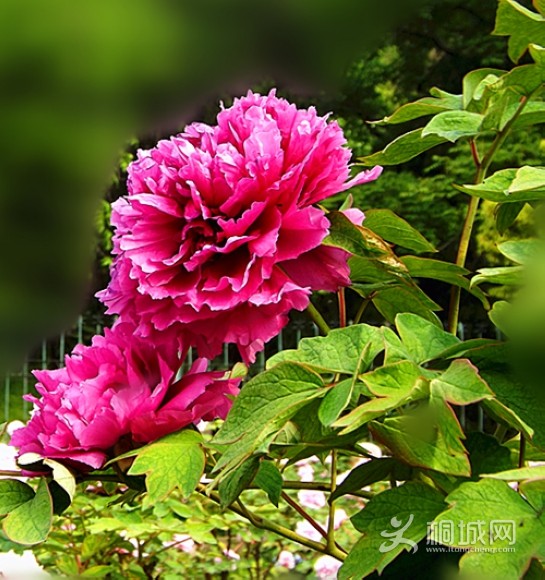 DSCF3293_.jpg