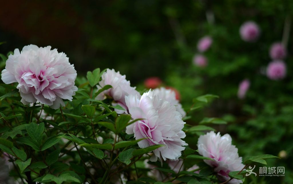 DSC_0586___.jpg