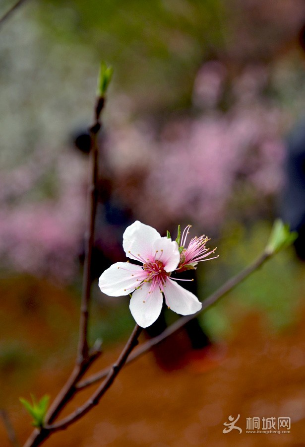DSC_0191.jpg