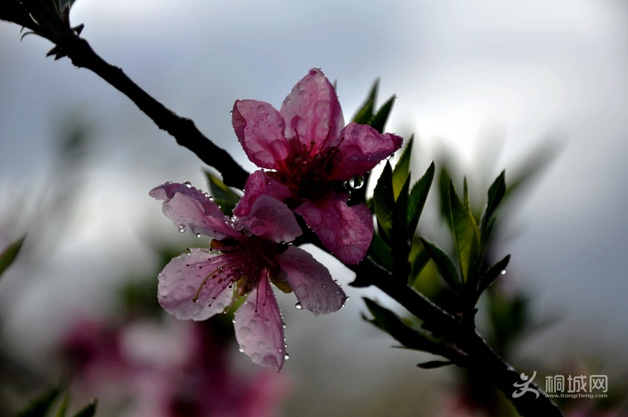 DSC_0464.jpg